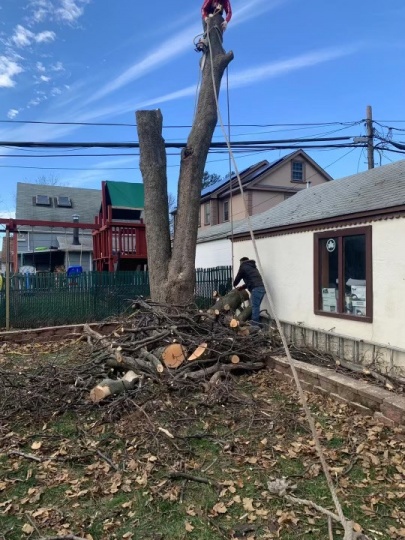 砍树，高树砍树枝，砍树修枝，砍除高粗残树，找八方砍树公司宗师