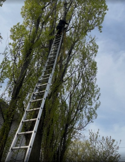 匠心砍树 – 砍树刨根，修树剪枝，清理树干树枝， 草坪围栏，